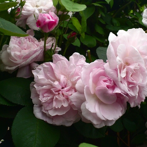 Roz deschis cu interior închis - trandafir centifolia